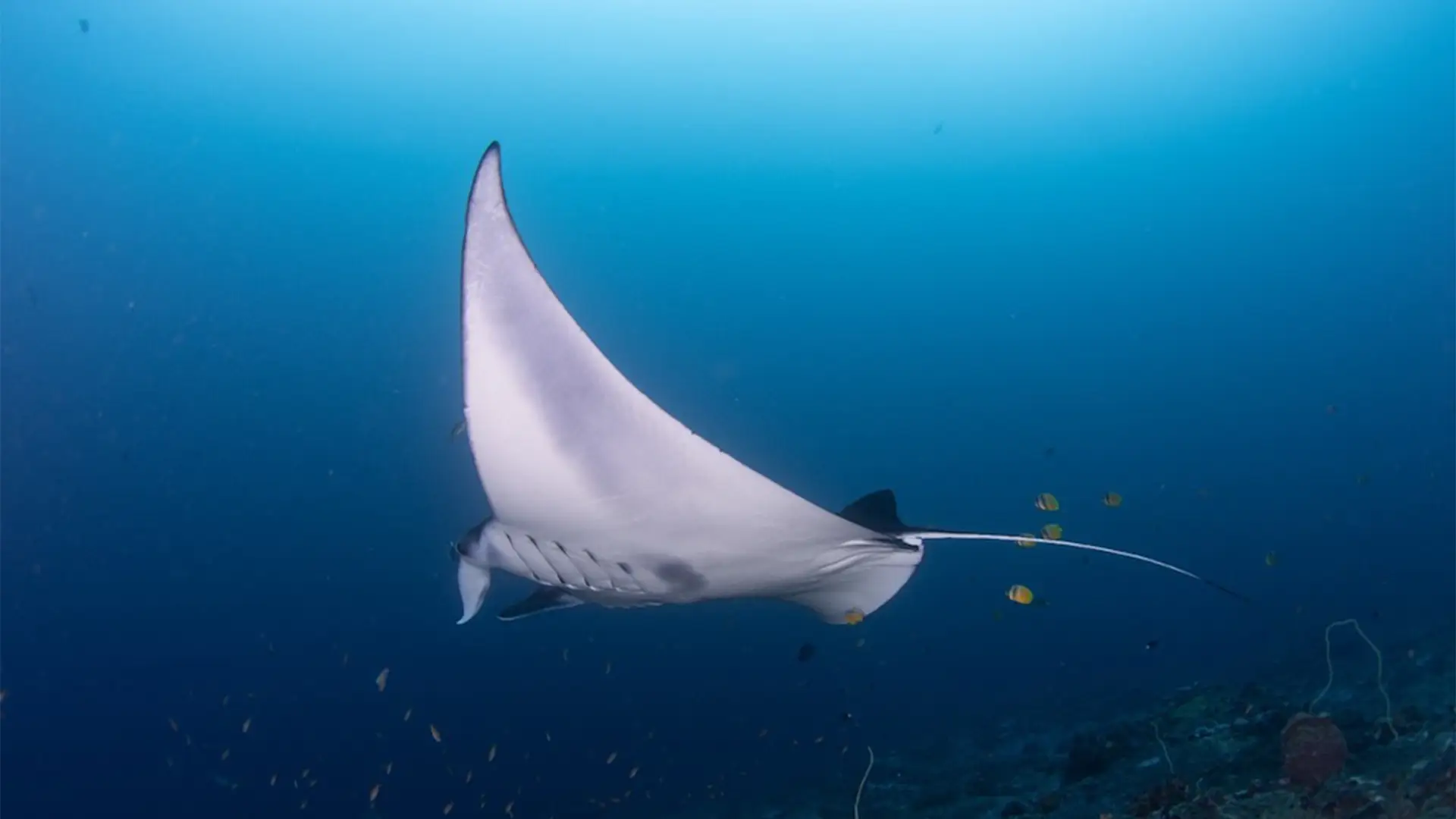 Nusa Penida D